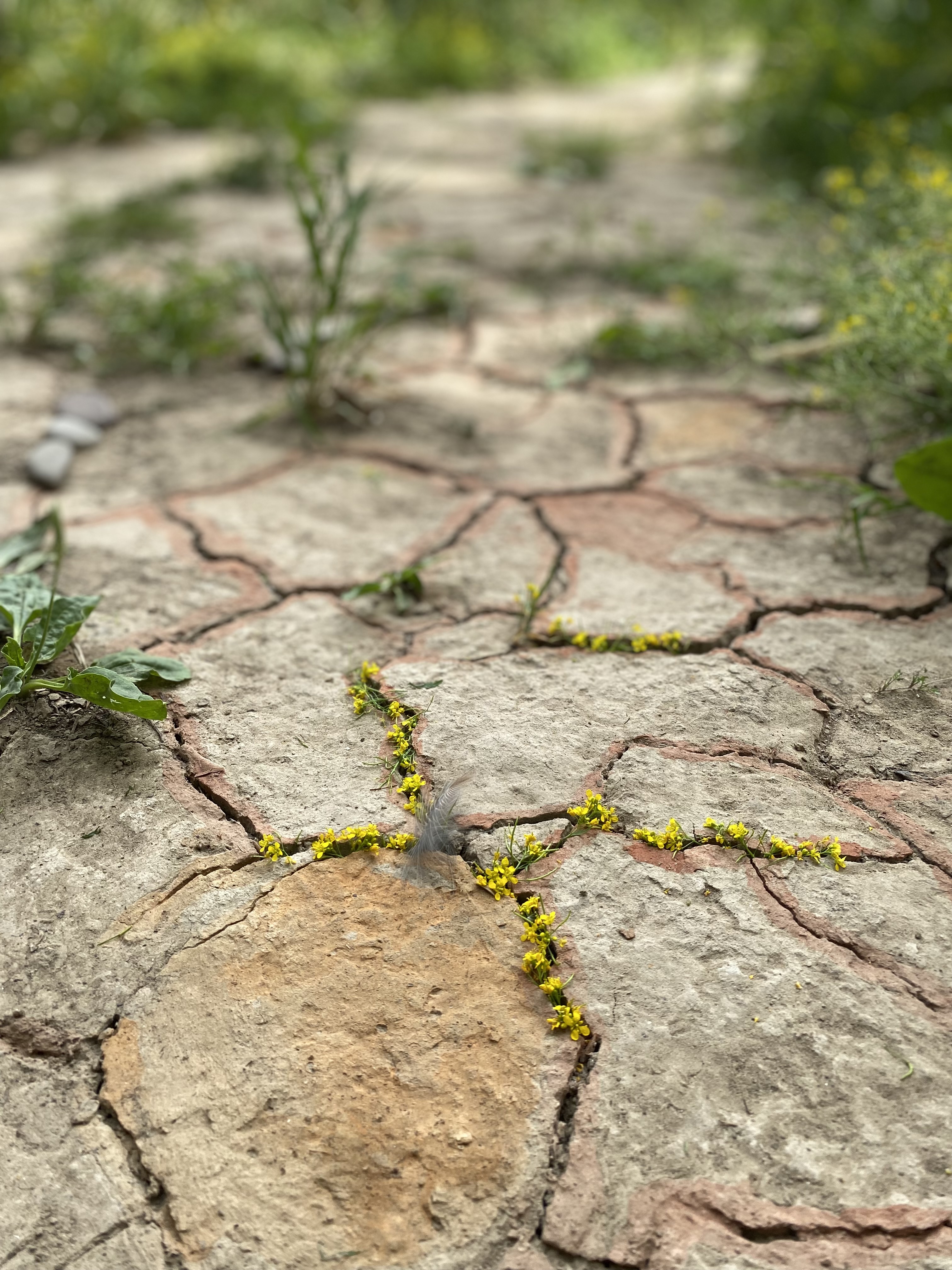 Mit Blumen geschmückte Erdritzen in einem ausgetrockneten Fluss. 